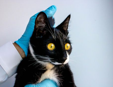 cat with veterinarian doctor at vet clinic. examination of the animal with