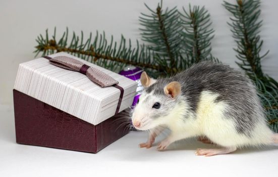 Silver rat and presents. Rat on the background of Christmas decorations. Symbol of 2020. year of rat.winter