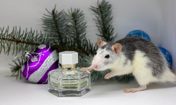 Silver rat on white background sitting a round a perfume bottle. concept. rat is the symbol of the Chinese New Year 2020.