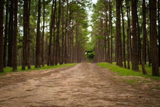 Road path in a pine tree forest. Front focus. Low depth of field.