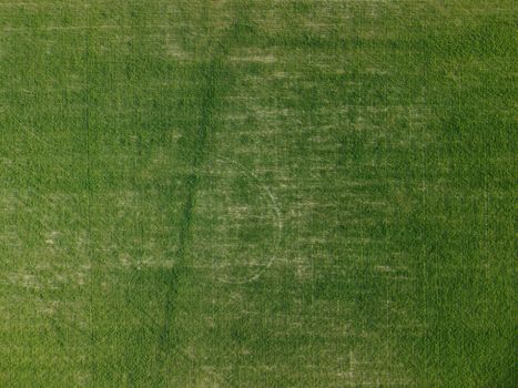 Green wheat field in countryside, close up. Field of wheat blowing in the wind at sunny spring day. Young and green Spikelets. Ears of barley crop in nature. Agronomy, industry and food production