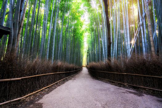 Arashiyama Bamboo Forest famous place in Kyoto Japan. - The Arashiyama Bamboo Grove is one of Kyoto's top sightseeing for tourist travel to Kyoto and Kansai, Japan.