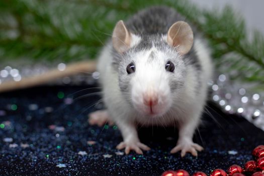 Cute white domestic rat in a New Year's decor. Symbol of the year 2020 is a rat.festive