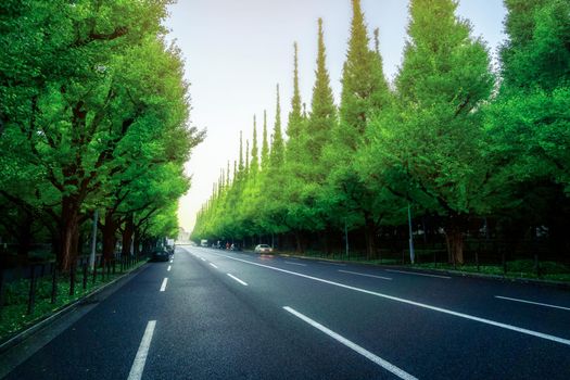 Beautiful road with trees on sideroad in summer. Straight road with green nature background shot at Icho Namiki Road, Tokyo, Japan.