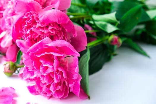 Bright pink peonies on a white background. Summer flower arrangement. Background for a greeting card. Copy space. The concept of a holiday, birthday, Valentine's Day, gift, declaration of love