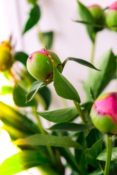 Beautiful pink peony buds in the spring garden. Blooming peony flower Bud. Gardening concept. Home garden, flower bed. Green. Paeonia, herbaceous perennials and deciduous shrubs