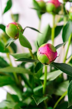 Beautiful pink peony buds in the spring garden. Blooming peony flower Bud. Gardening concept. Home garden, flower bed. Green. Paeonia, herbaceous perennials and deciduous shrubs