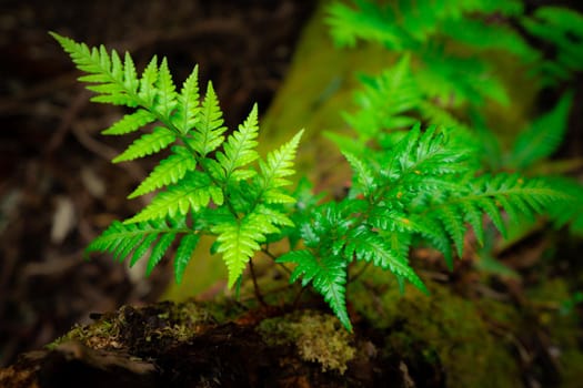 Wild fern in rainforest jungle of Tasmania, Australia. Nature close up background.