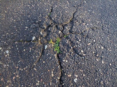 A bundle of green grass that broke through a crack in the asphalt. Old cracked asphalt close-up.