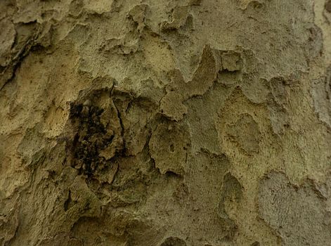 Old Wood Tree Texture Background Pattern. Horizontal photo of a tree bark texture. Creative texture of an old oak bark.