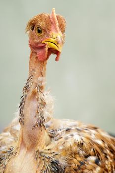 Hairless chick with missing  feather looking at the camera and posing