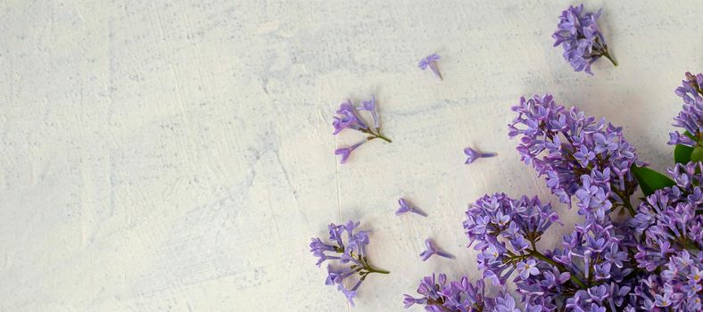 banner with flat lay with very peri color lilac flowers and green leaves on a textured background. the concept of summer, spring, nature bloom, holiday and congratulations. copy space.top view