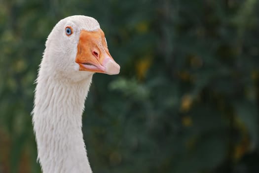 Close-up portrait of a domestic white goose on a dark background. Agriculture concept.