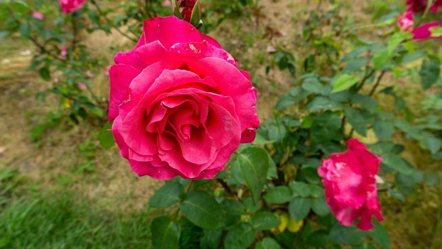 A blossoming crimson rose flower surrounded by dark green leaves. Close-up