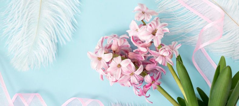 banner with pink hyacinth flowers with white feathers on pastel blue or cyan colors with pink ribbon. Spring coming concept. Spring or summer background. Top view