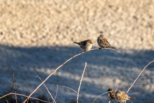 Cute sparrows sitting on the branch.