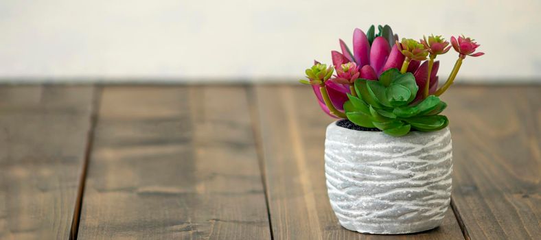 banner with blooming cactus in a concrete pot on a wooden background. indoor flower with place for text. soft focus