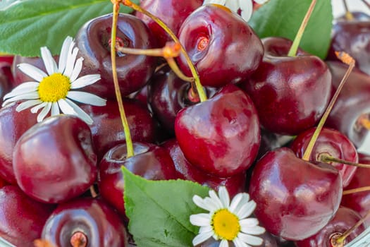 close-up of ripe, juicy, red cherries. cherry and chamomile. summer background, harvesting. soft focus