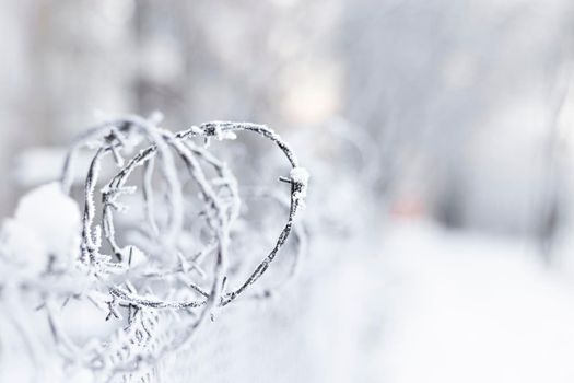 close-up of a barbed wire with frost on a background of white snow. soft focus