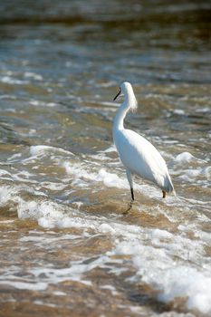 Snowy Egret (Egretta thula thula) - Brasil - Mangaratiba