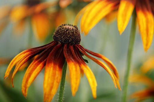 Floral background with yellow large Rudbeckia flowers