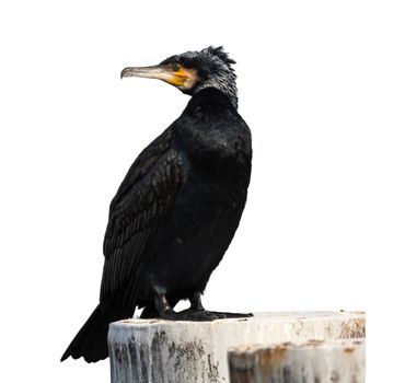 Great cormorant, Phalacrocorax carbo, standing peacefully on a pylon isolated in white background