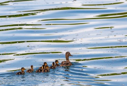 Female mallard duck, anas platyrhynchos, and ducklings floating on the blue water lake