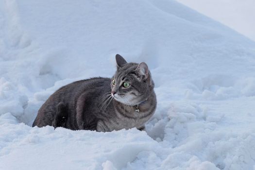 a frightened gray cat in a collar in the snow gazes around. frozen pet in a snowdrift. animal care concept or lost pets. soft focus