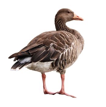 Greylag goose, Anser Anser, standing and looking aside isolated in white background