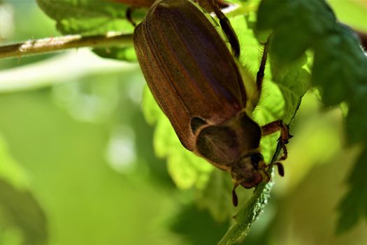 A may beetle sits upside down under a raspberry leaf