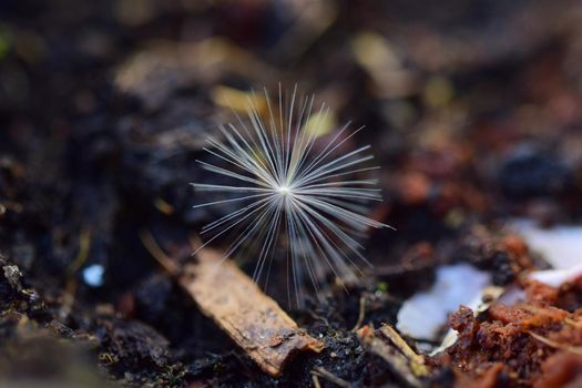 close-up of a dandelion seed on the ground