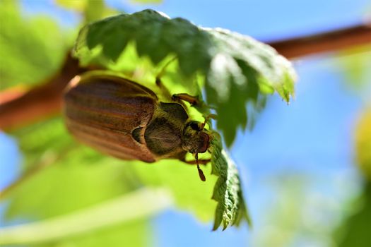 A may beetle sits upside down under a raspberry leaf