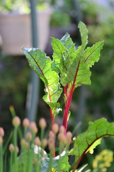 Red chard with chives in the foreground with different depth of field and a blurred background