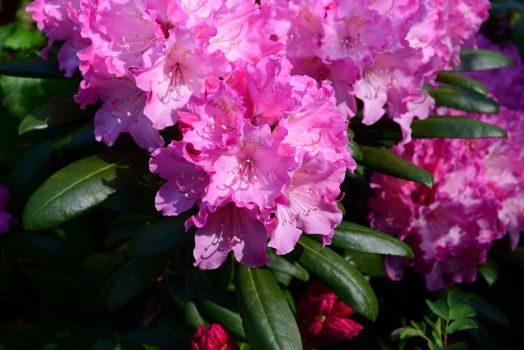 Pink rhododendron bud as a close-up