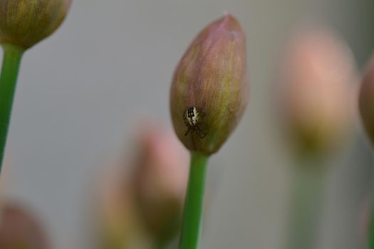 Little cross spider sitting at a chives bud as a close up