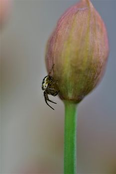 Little cross spider sitting at a chives bud as a close up