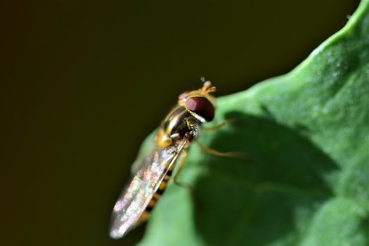 Hover fly on a grren cabbage leaf as a closeup
