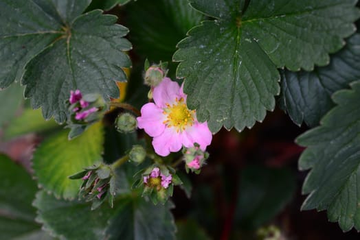 Strawberries turning from blossoms to berries as a close up