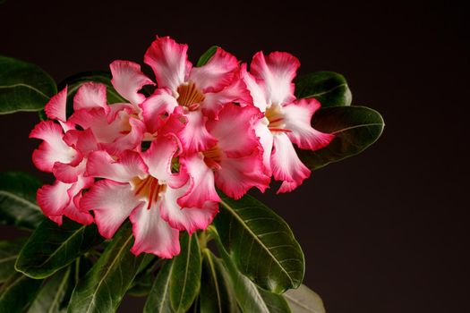 Adenium obesum or Desert Rose on black background. There is free space for text, it can be used as a greeting card