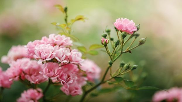 Floribunda Roses (Latin for "many-flowering") is a modern group of garden roses that was developed by crossing hybrid teas with polyantha roses, the latter being derived from crosses between Rosa.