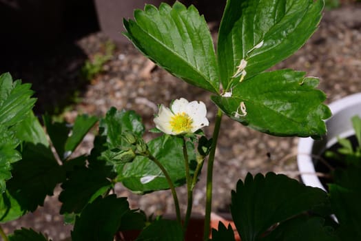 Strawberries turning from blossoms to berries as a close up