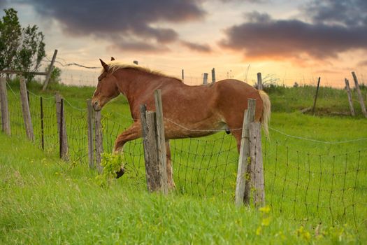 A Male Flaxen Chestnut Horse Stallion Colt with his Foot Caught in a Wire Fence Trying to Remove it After Grazing Over the Fence. High quality photo
