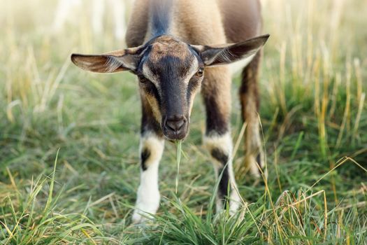 Kid goat grazes on green summer grass on a sunny day. Goat eating.