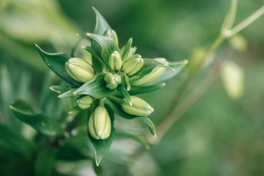 Buds of white Asiatic lily flowers in a garden