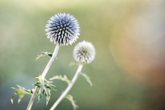 Eryngium alpinum is a perennial herb in the Umbelliferae family. Concept summer and flower background.