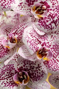 Purple orchid in full bloom full frame vertical photo in close up