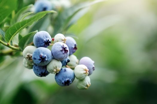 Close up of a bunch of ripe blueberries on blueberry bush