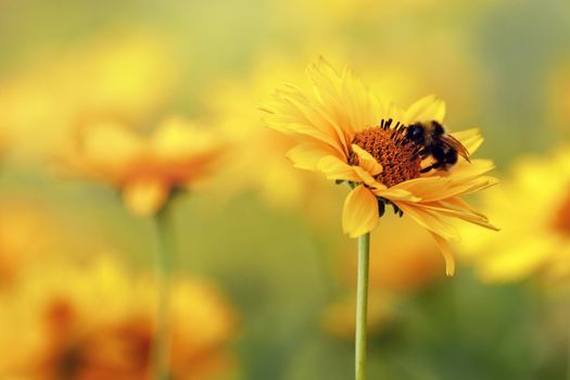 Abstract photo of a blurred background of a yellow flower field. Bumblebee on the flower. Garden blooming
