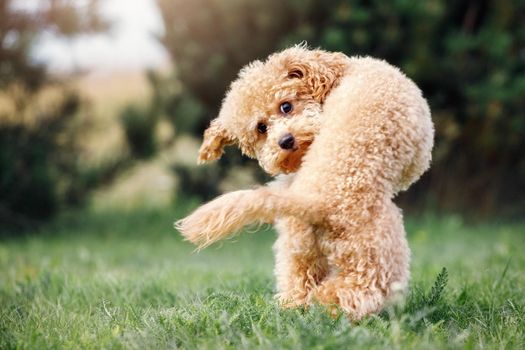 A little puppy of a peach poodle in a beautiful green meadow is happily running and turns abruptly. A fun photo of a naughty little dog, with free space for text.