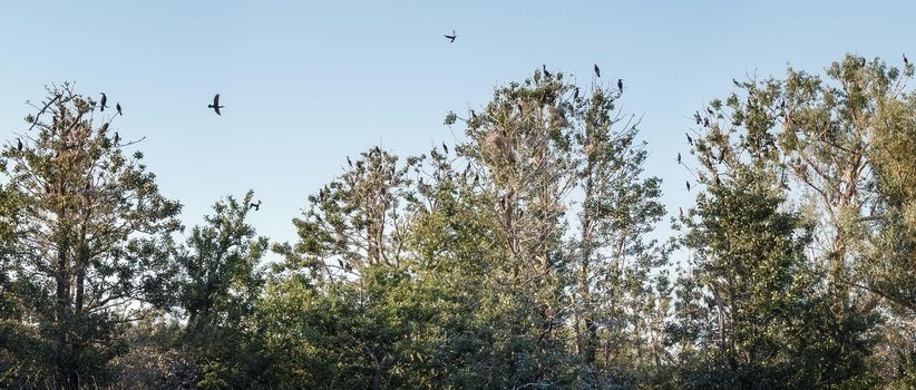 Panoramic photo of the Great Cormorant Island in Lithuania